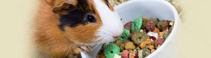 kleintiernapf kategorieeinstiegsbanner kleintiernapf kategorieeinstiegsbanner